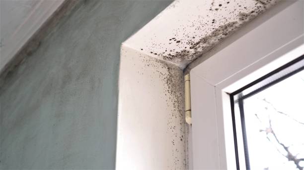 Best Home Mold Removal  in Frostburg, MD