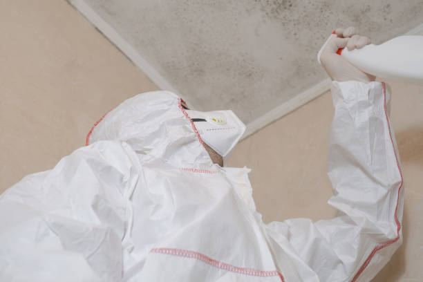 Home Mold Removal in Frostburg, MD