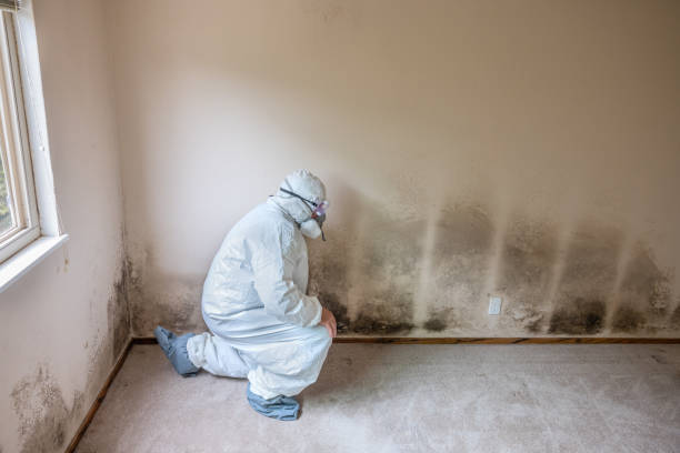 Best Commercial Mold Removal  in Frostburg, MD