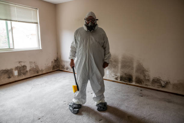 Best Fast Mold Removal  in Frostburg, MD