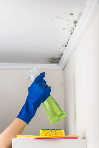 Best Emergency Mold Removal  in Frostburg, MD